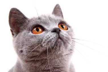 İngiliz kedi kafa izole