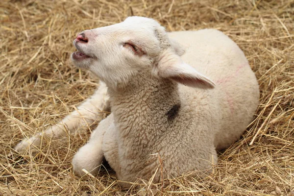 わらの農場で若い羊 — ストック写真