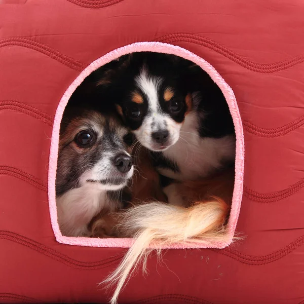 Zwei Chihuahua-Hunde ruhen sich aus — Stockfoto