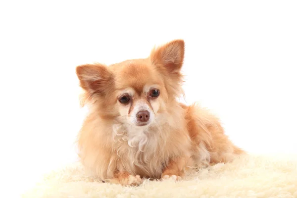 Chihuahua är placerad — Stockfoto