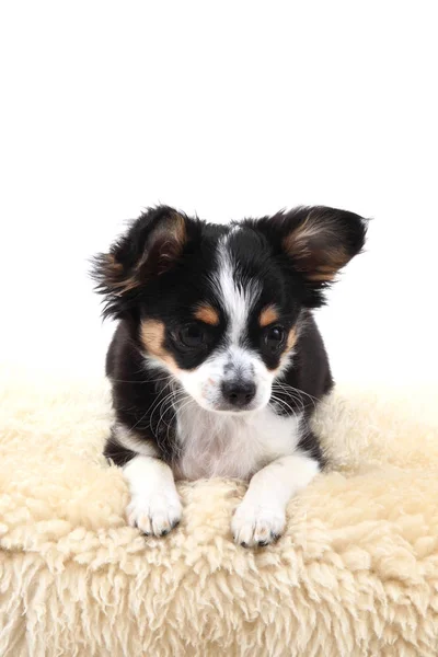 Chihuahua är placerad — Stockfoto