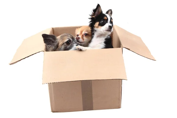 Tres chihuahua en la caja de papel — Foto de Stock