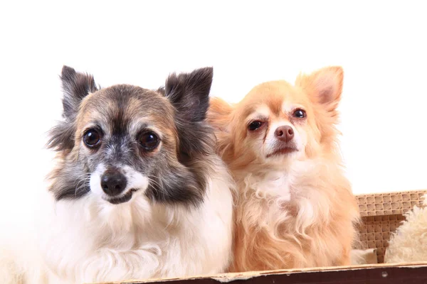 Chihuahua ruht im Koffer — Stockfoto