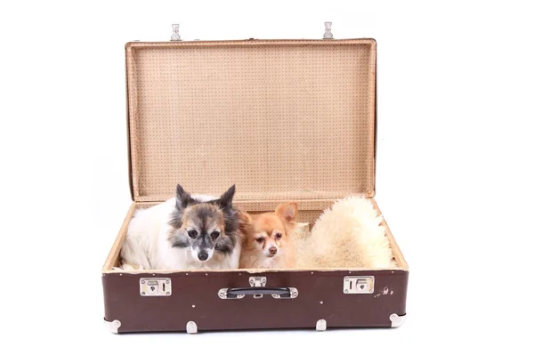 Chihuahua ruht im Koffer — Stockfoto