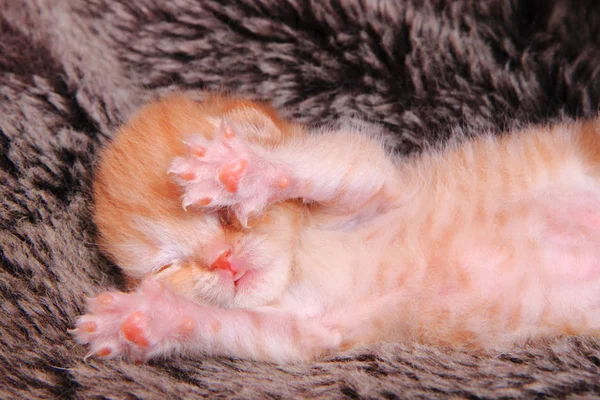 Küçük İngiliz yavru kedi — Stok fotoğraf