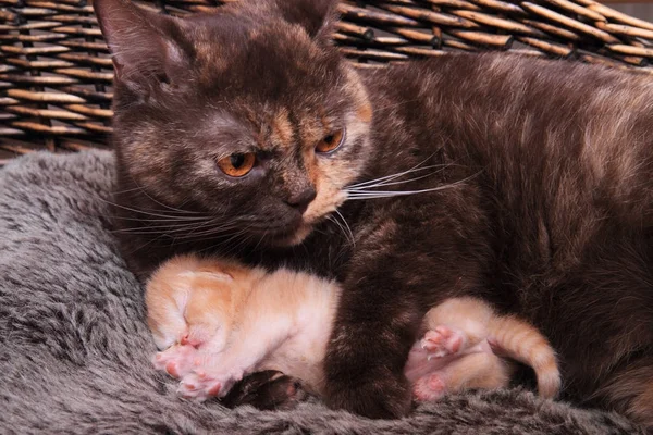 Маленький британский котенок с веселым цветом матери — стоковое фото