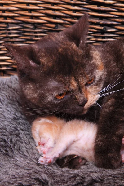 Маленький британский котенок с веселым цветом матери — стоковое фото