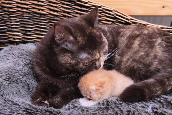 Merle renk anne ile küçük İngiliz yavru kedi — Stok fotoğraf