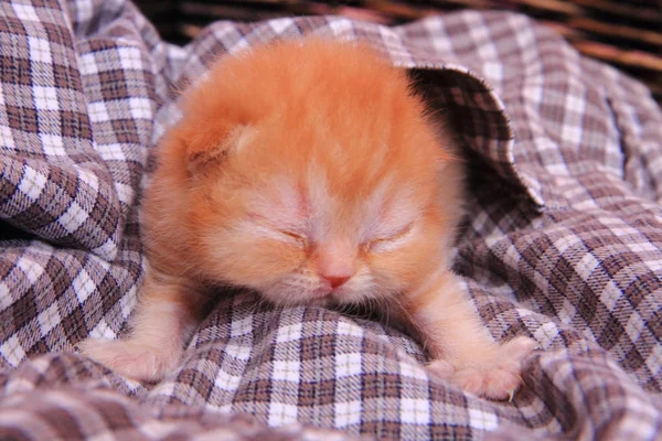 小さなイギリス子猫 — ストック写真