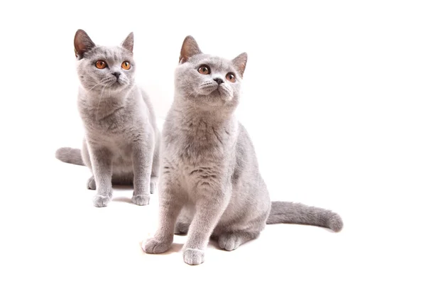 İngiliz kediler izole — Stok fotoğraf