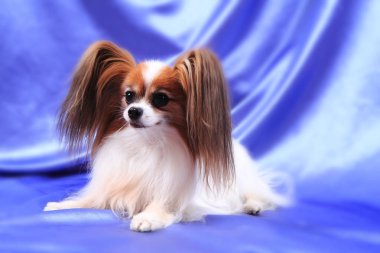 Papillon köpek yaşlı kadın
