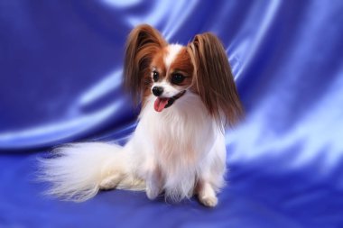 Papillon köpek yaşlı kadın