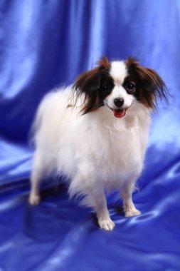 Papillon köpek genç bayan
