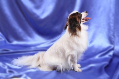 Papillon köpek genç bayan
