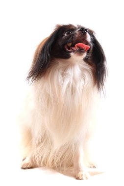 Papillon köpek izole