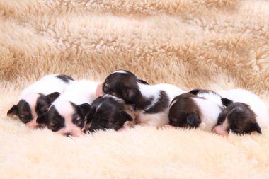 Papillon köpek Yenidoğan