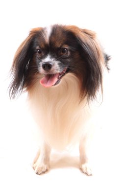 Papillon köpek izole