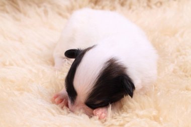 Papillon köpek yeni doğan