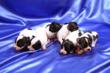 Papillon köpek Yenidoğan