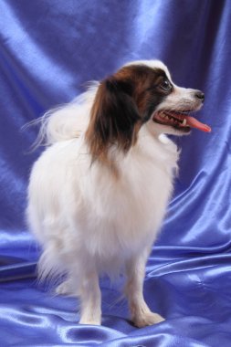 Papillon köpek genç bayan