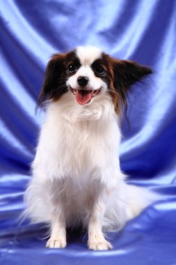 Papillon köpek genç bayan