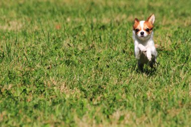 Chihuahua yeşil çimen