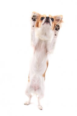 küçük chihuahua izole