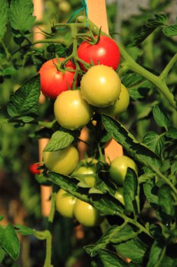 domates domates bitki