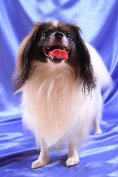 Papillon cão jovem senhora — Fotografia de Stock