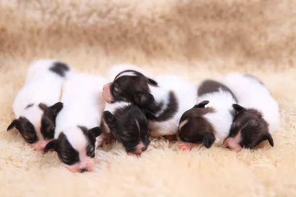 Papillon perro recién nacidos — Foto de Stock