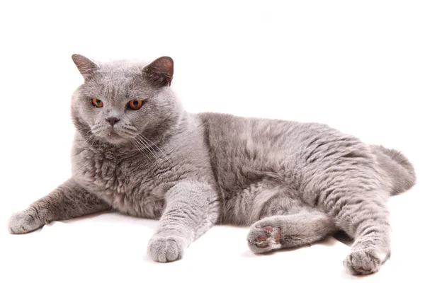 Британський кіт ізольовані — стокове фото