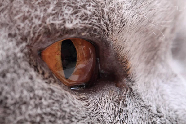 Oeil jaune gris de chat britannique — Photo