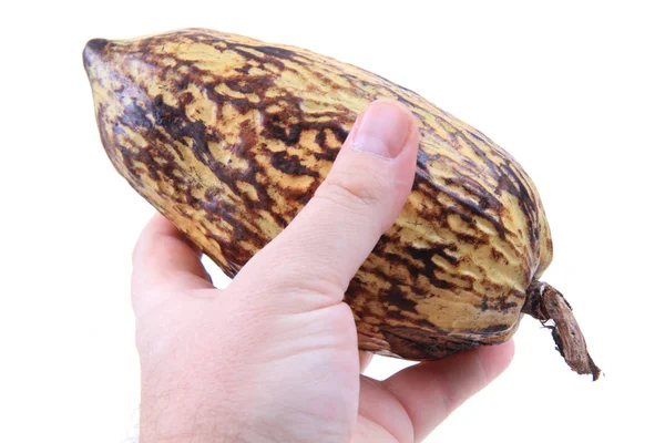 Какао фрукти в руці людини ізольовані — стокове фото