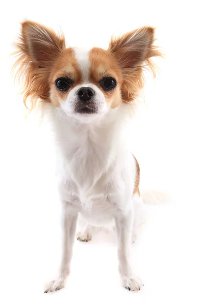 Kleiner Chihuahua isoliert — Stockfoto