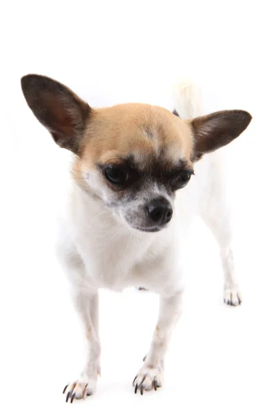 Small chihuahua isolated — Stock Photo, Image