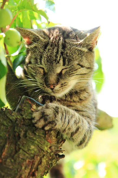 Kat is rusten op de boom — Stockfoto