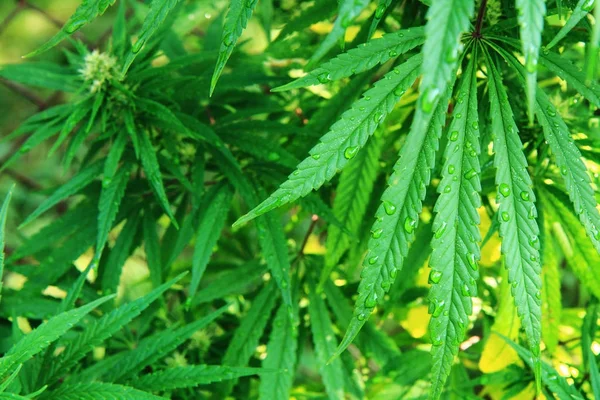 绿色的大麻植物 — 图库照片
