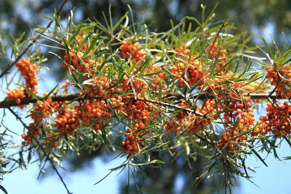 Mar buckthorn planta com frutos — Fotografia de Stock