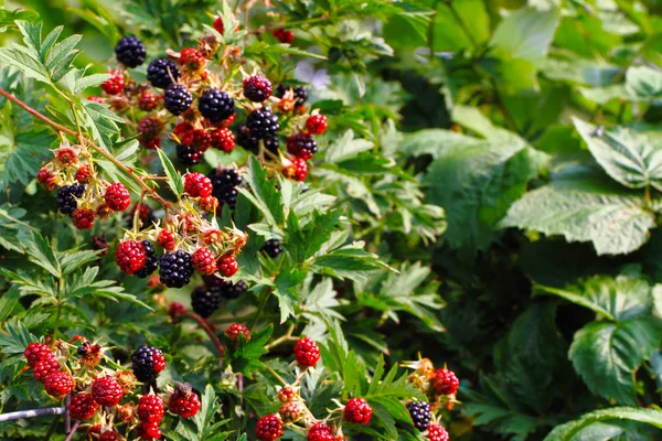 黑莓植物与果子 — 图库照片