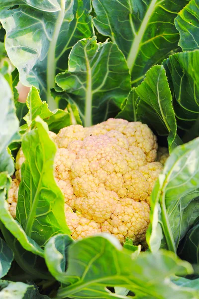 Fresh cauliflower plant — Stock Photo, Image