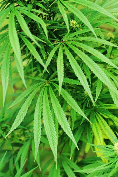 绿色的大麻植物 — 图库照片