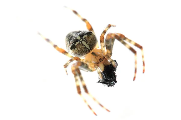 Aranha marrom isolada — Fotografia de Stock
