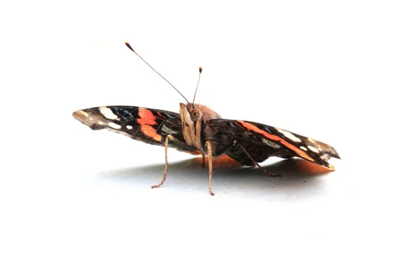 Маленькая бабочка изолирована — стоковое фото