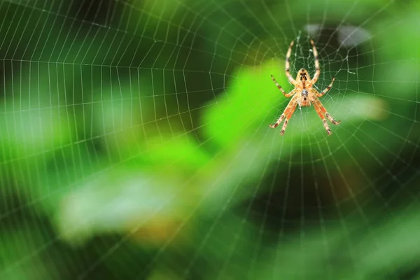 Spinne auf grünem Hintergrund — Stockfoto