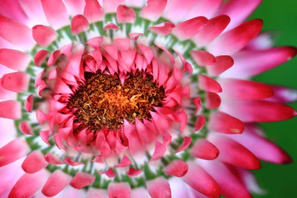 Vasvirág virág részletek — Stock Fotó