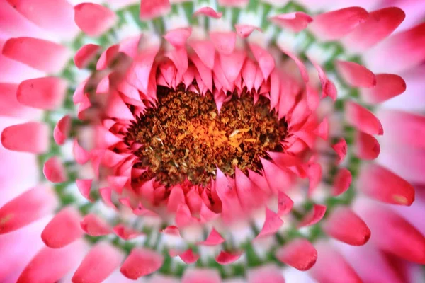Rengi bozulmayan çiçek çiçek detay — Stok fotoğraf