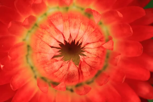 Detalhe da flor immortelle — Fotografia de Stock