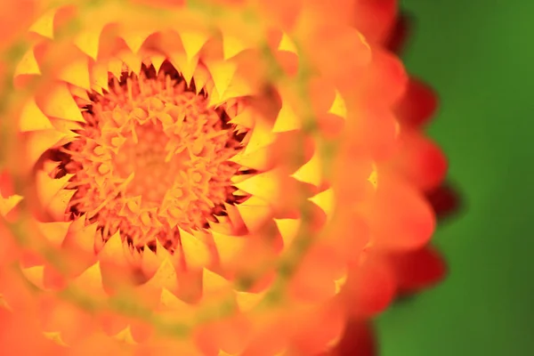 Immortelle flower detail — Stock Photo, Image