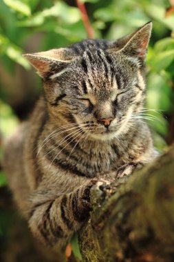 kedinin ağaca dinleniyor
