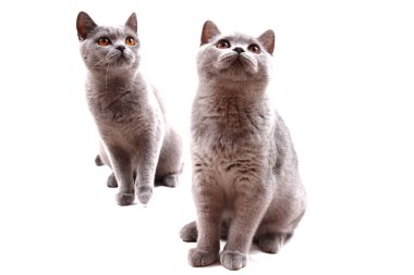 İngiliz kedi beyaz arka plan üzerinde izole